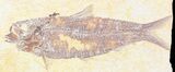 Multiple Knightia Fossil Fish Plate - x #42385-1